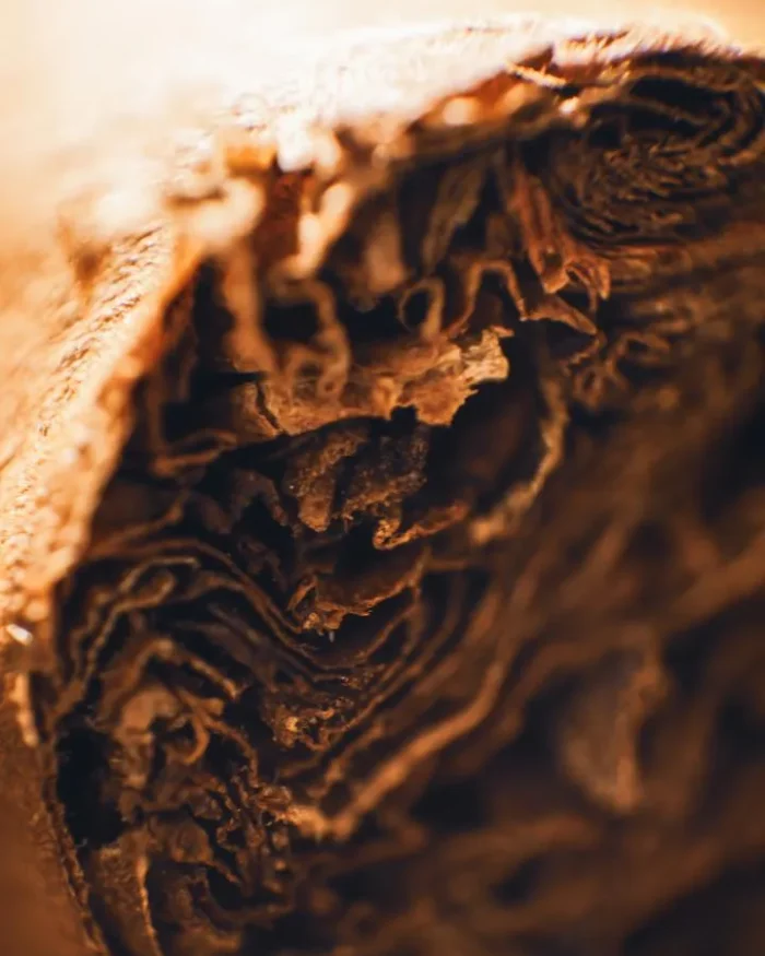 Alternative view of Coma Or Gasm