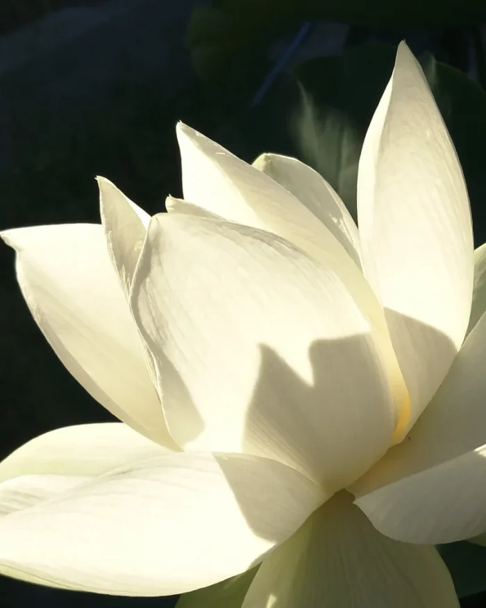 Alternative view of EAU DE HANOI