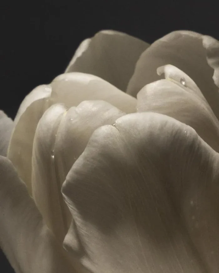 Alternative view of GYPSUM FLOWER