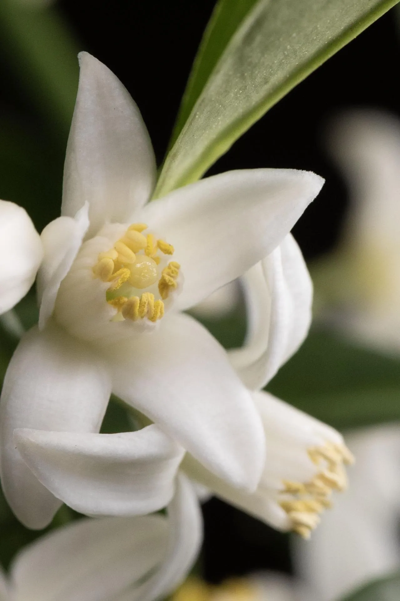 Alternative view of FLUERMENCO