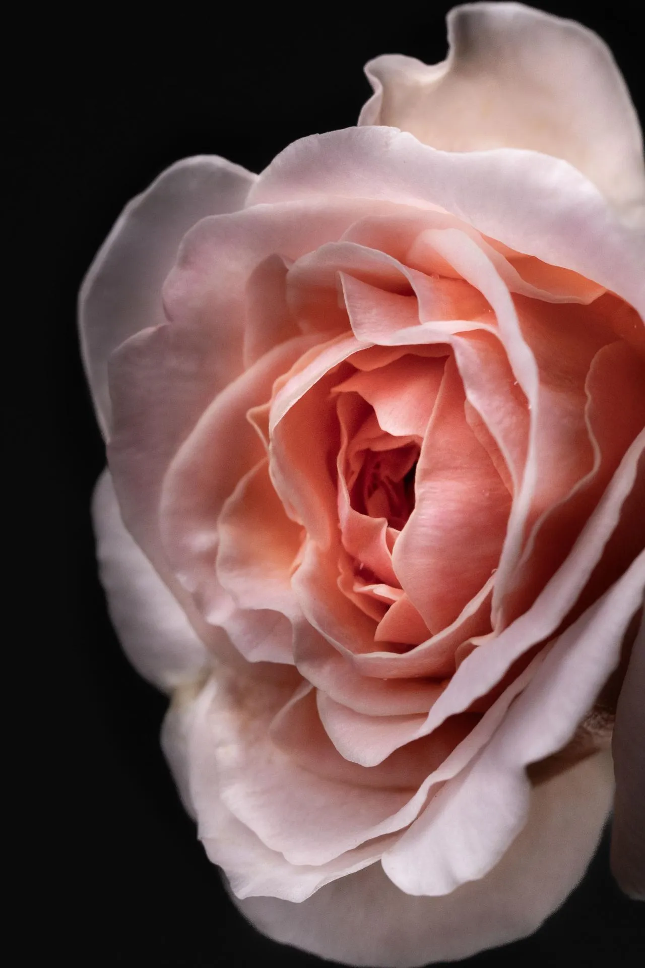 Alternative view of Echoholic